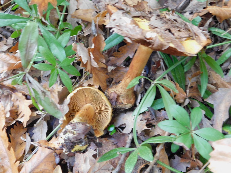 12 Fotogr il 18.12.2021 sotto Leccio